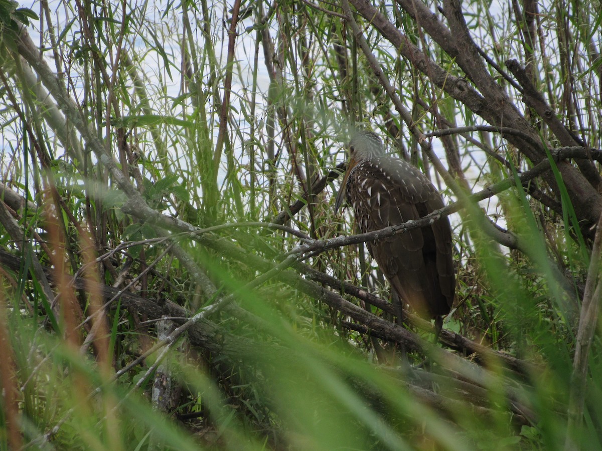 Limpkin - ML588982781