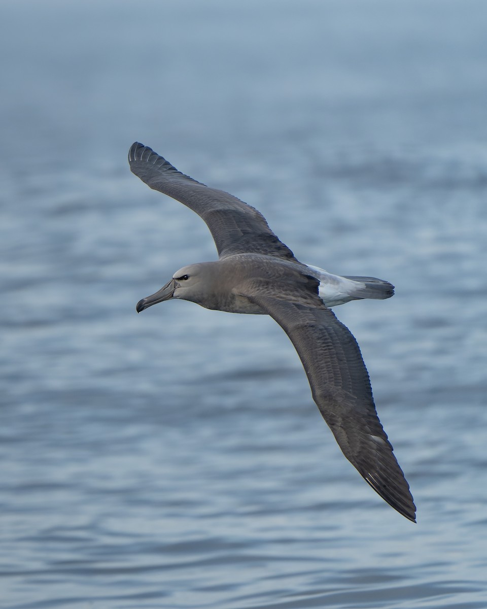 Albatros de las Chatham - ML588986691