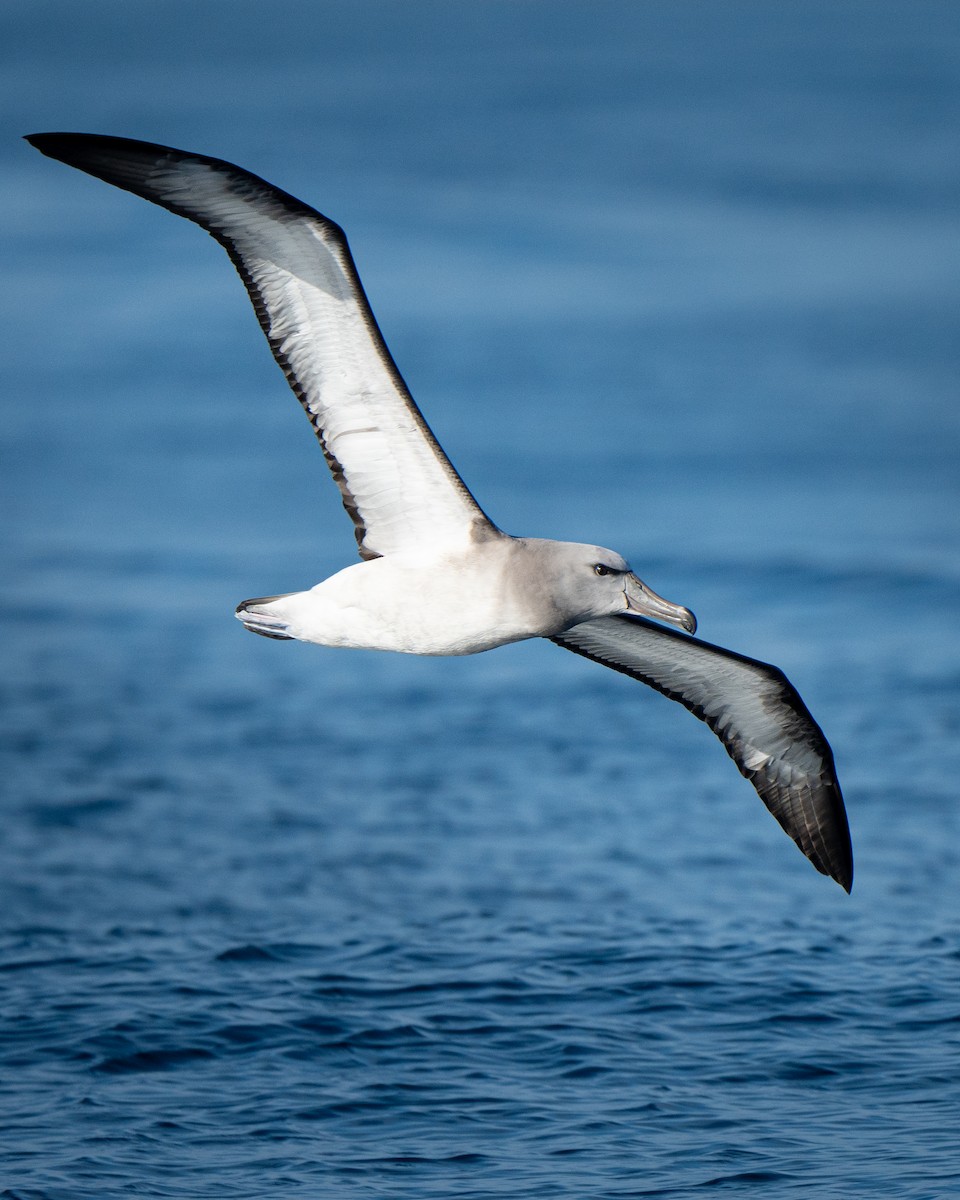 Albatros de las Chatham - ML588986701