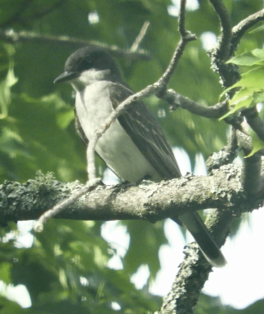 Eastern Kingbird - ML588986711