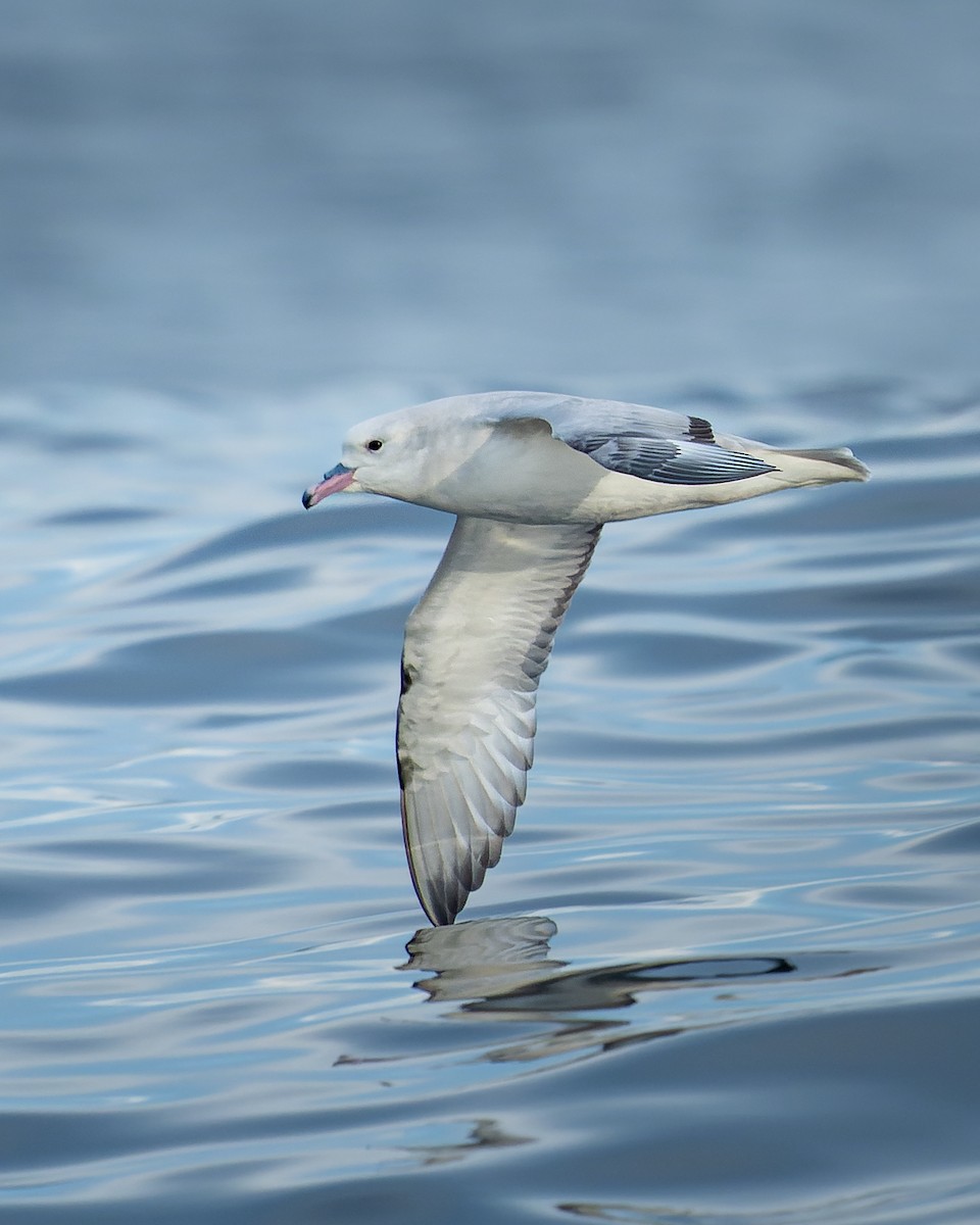 Southern Fulmar - Francisco Castro Escobar