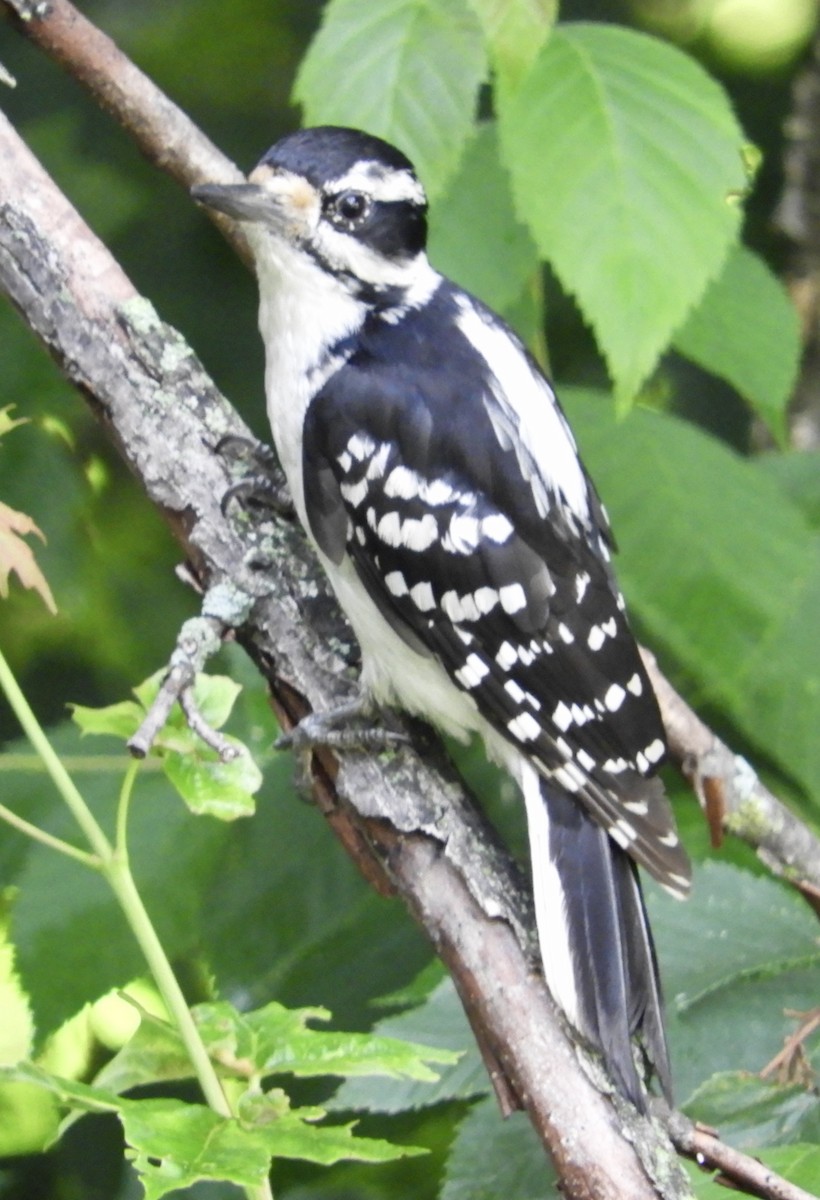 Hairy Woodpecker - kim schonning