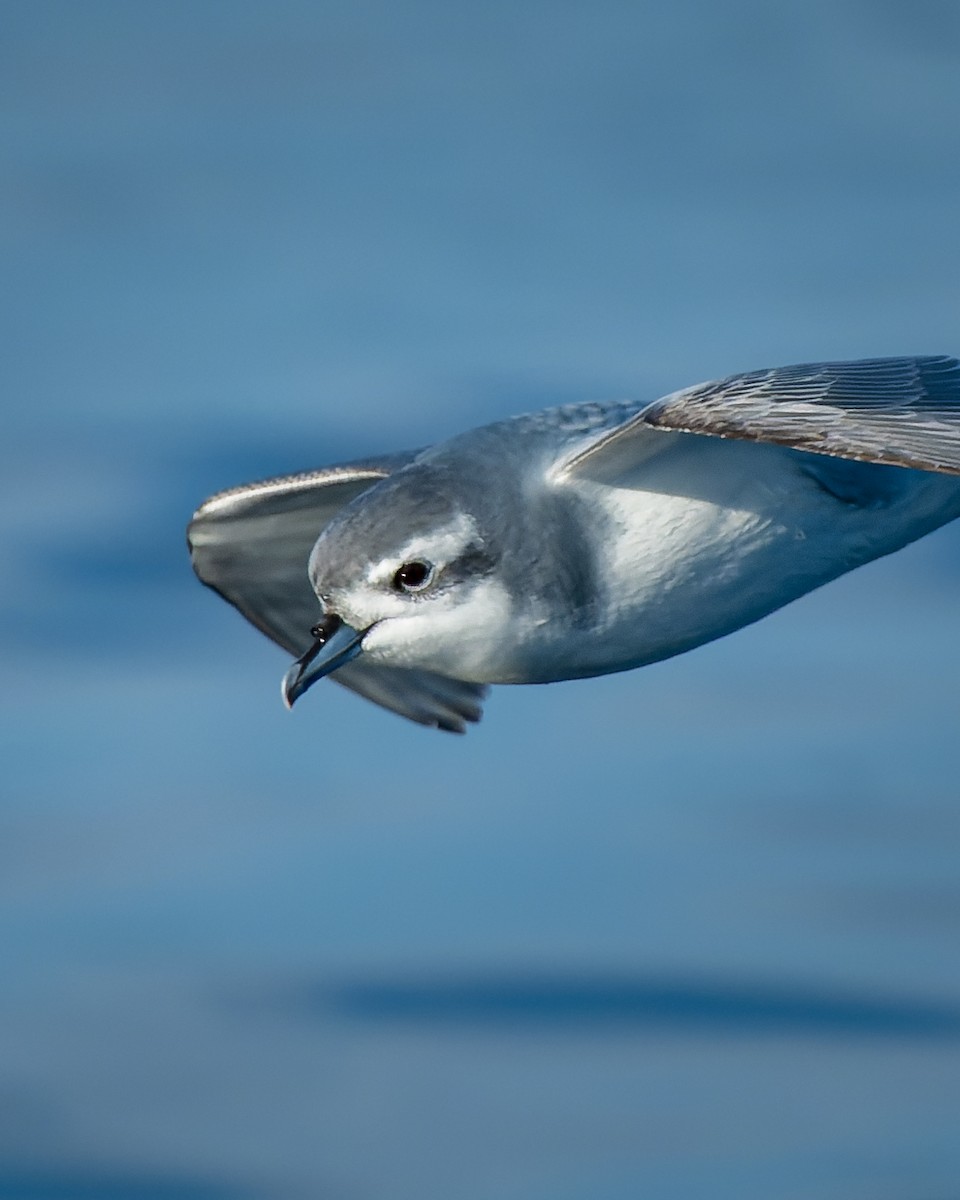 Slender-billed Prion - ML588987311