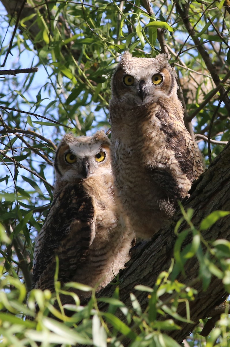 Great Horned Owl - Pete Dunten