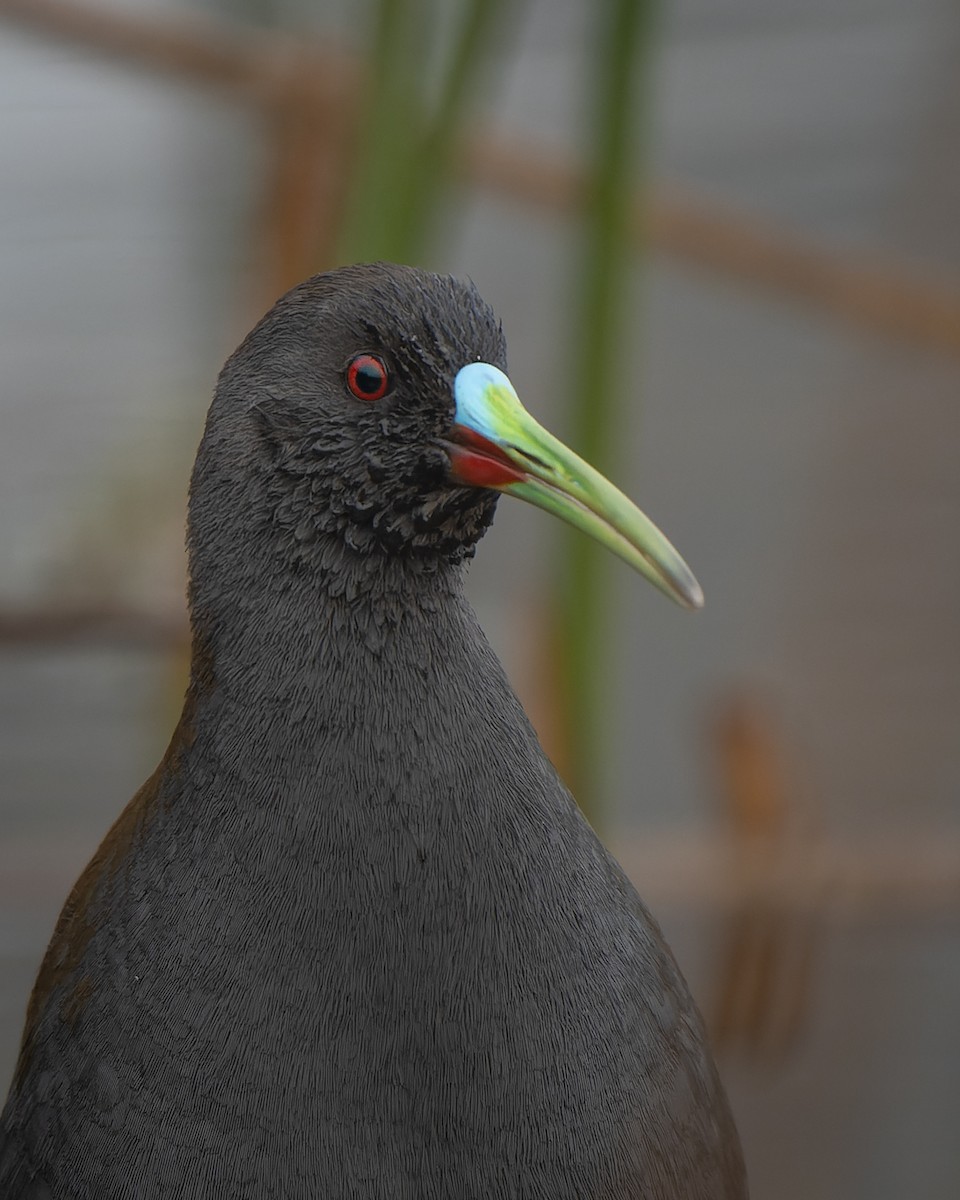 Plumbeous Rail - Francisco Castro Escobar