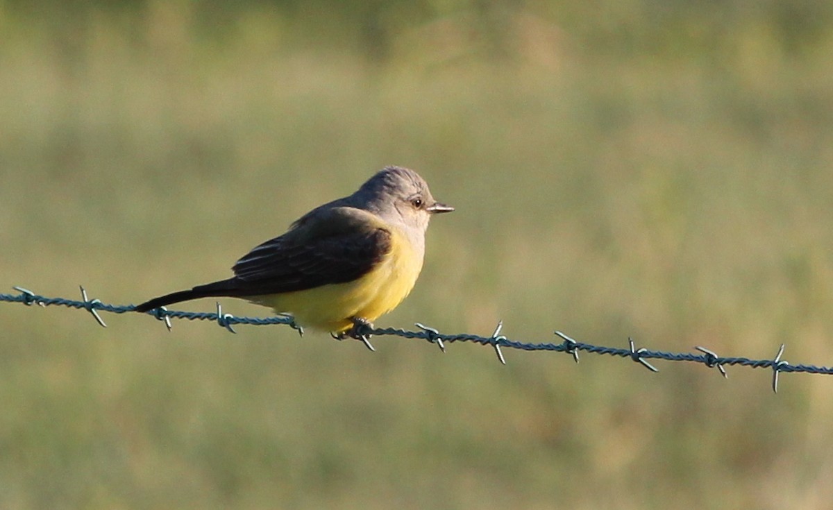 Western Kingbird - Gary Leavens