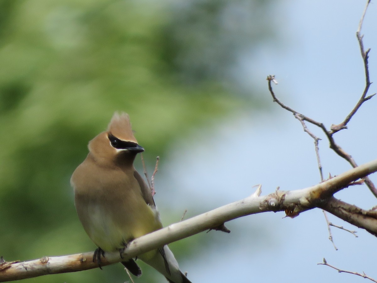 Cedar Waxwing - ML588988851