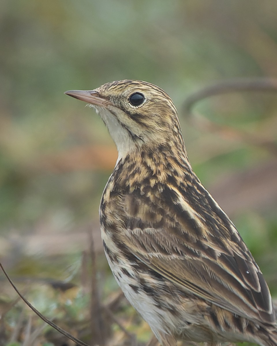 Correndera Pipit - ML588988991