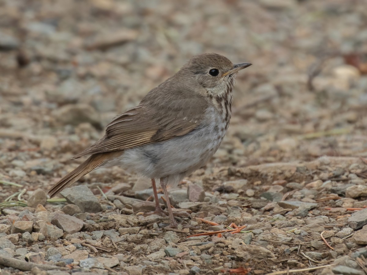 קיכלי חלוד-זנב - ML588989481