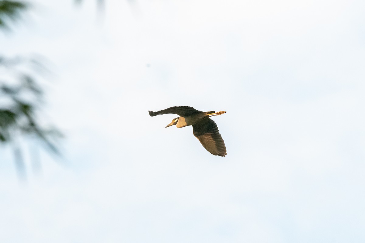 Yellow-crowned Night Heron - ML588989521