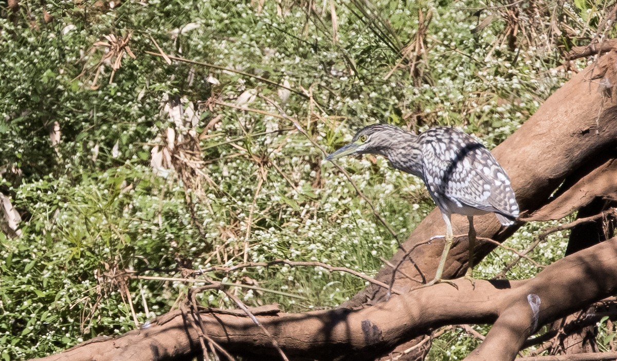 Nankeen Night Heron - ML588990051