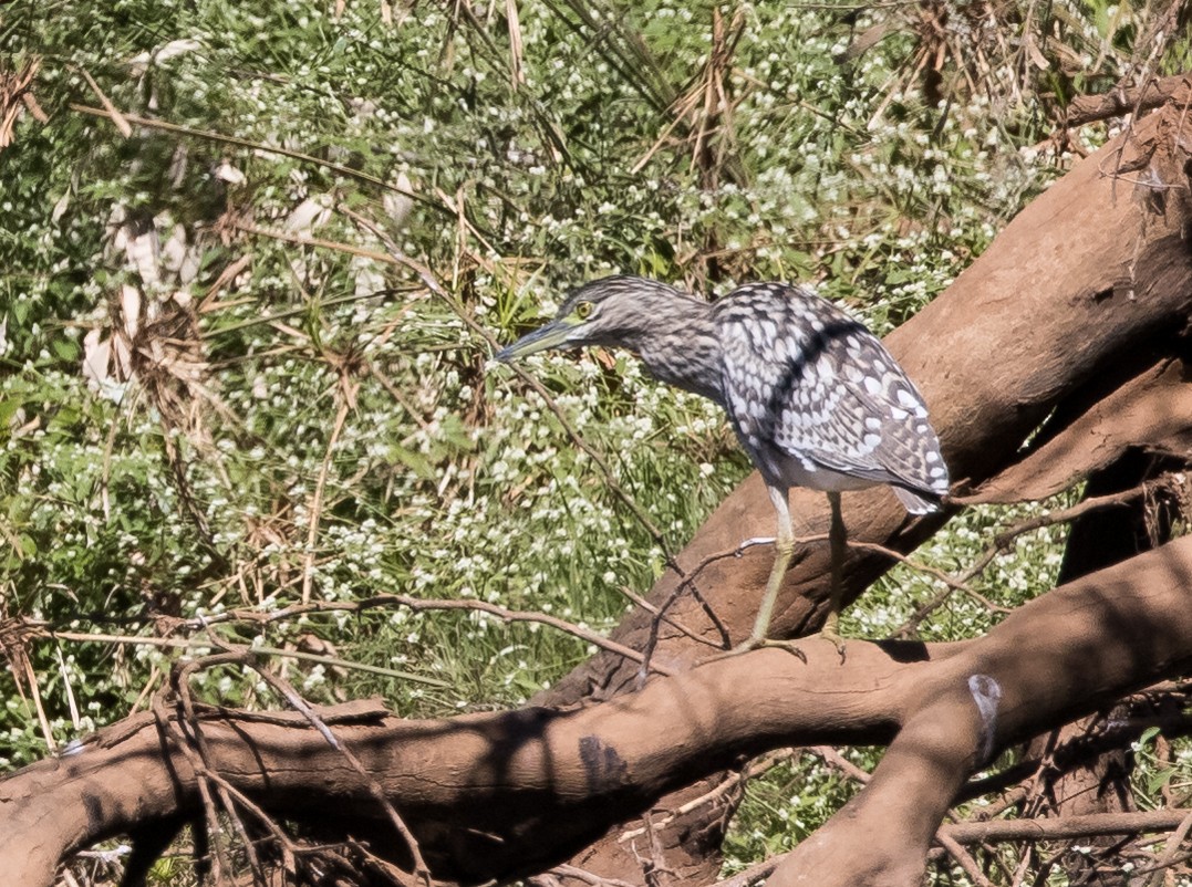 Nankeen Night Heron - Chris Barnes