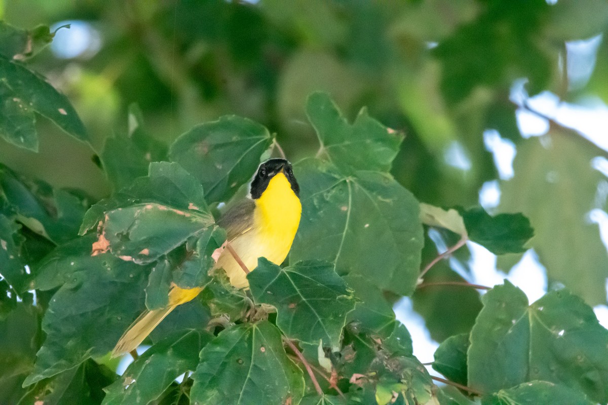 Common Yellowthroat - Warren Massey