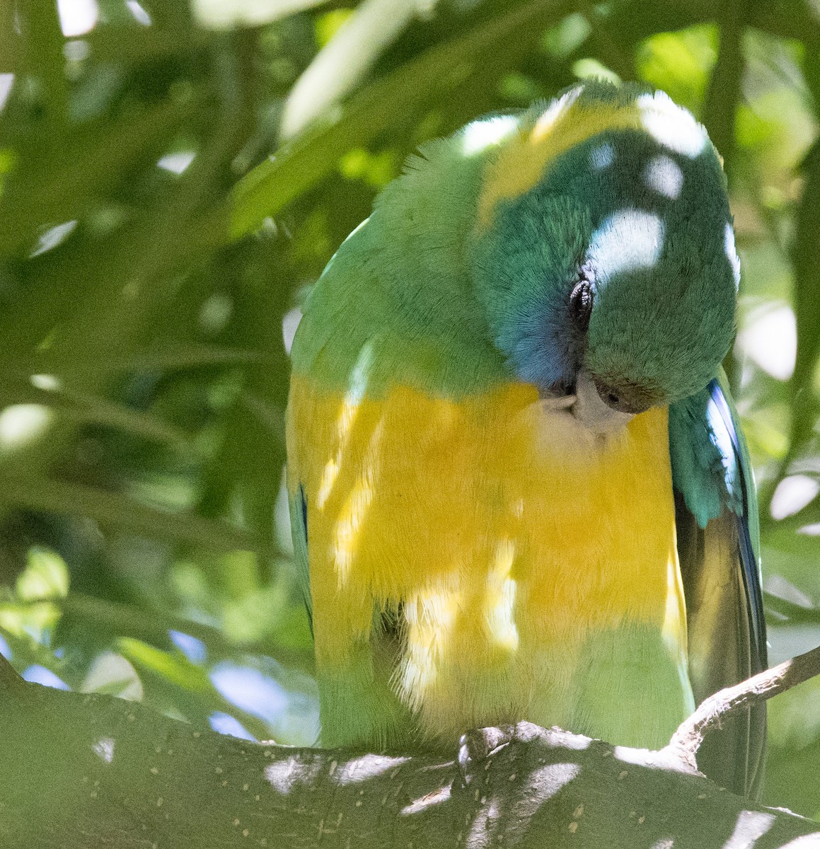 Australian Ringneck (Cloncurry) - ML588990141