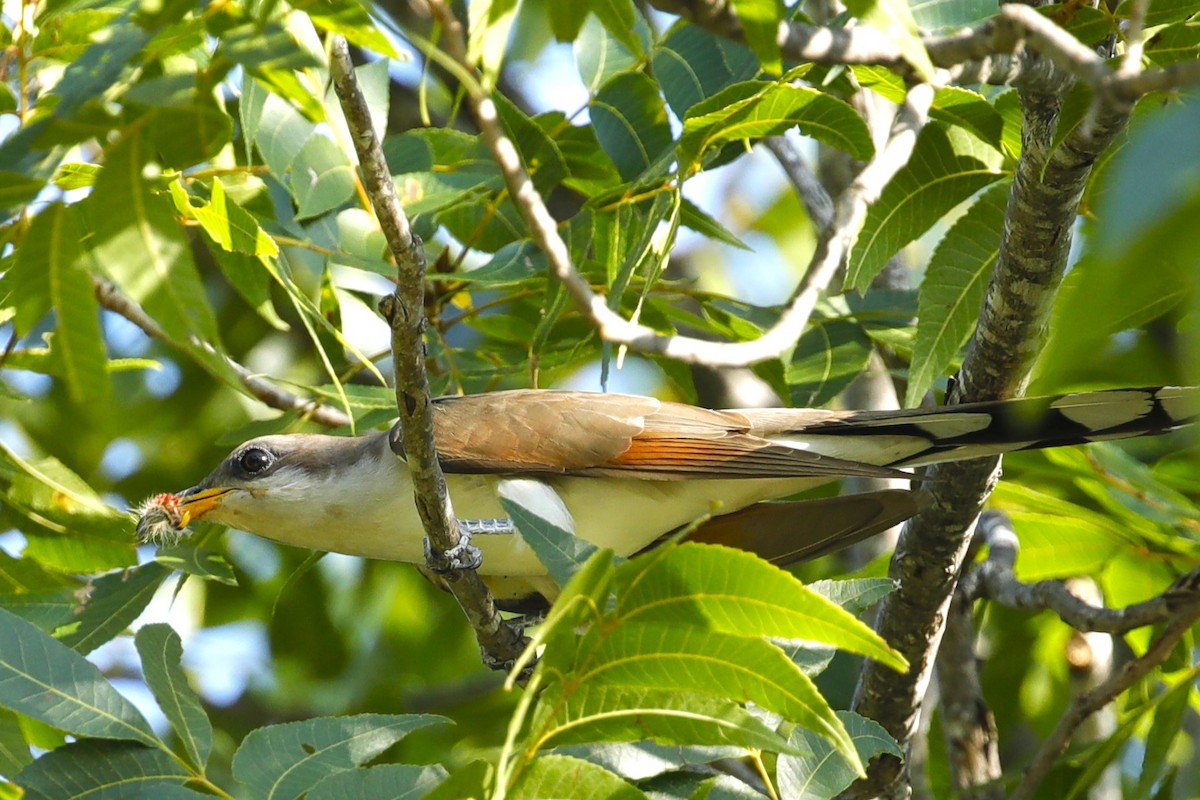 Yellow-billed Cuckoo - ML588990721