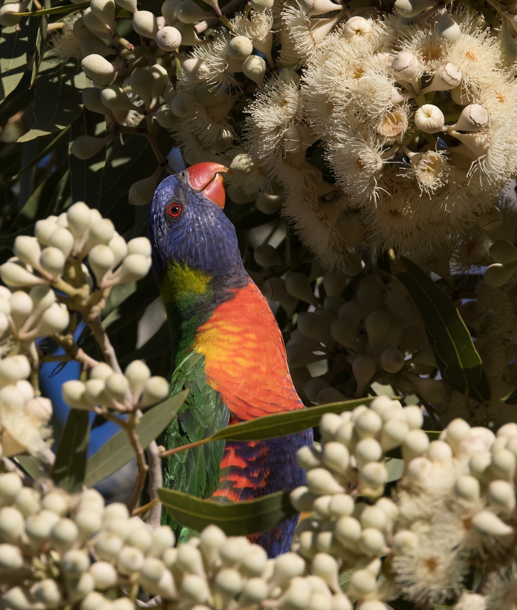 Rainbow Lorikeet - ML588991881