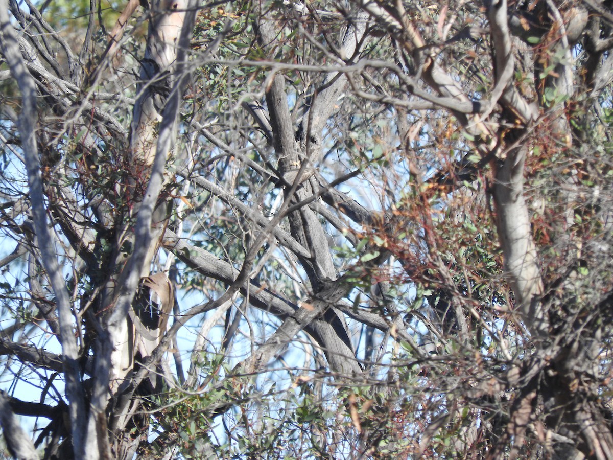 Varied Sittella - ML588993281