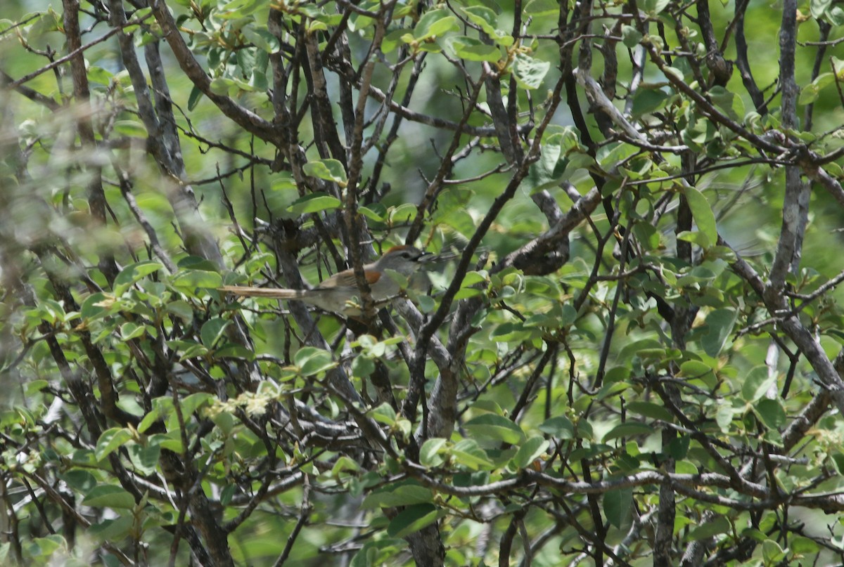 Pale-breasted Spinetail - ML588995021