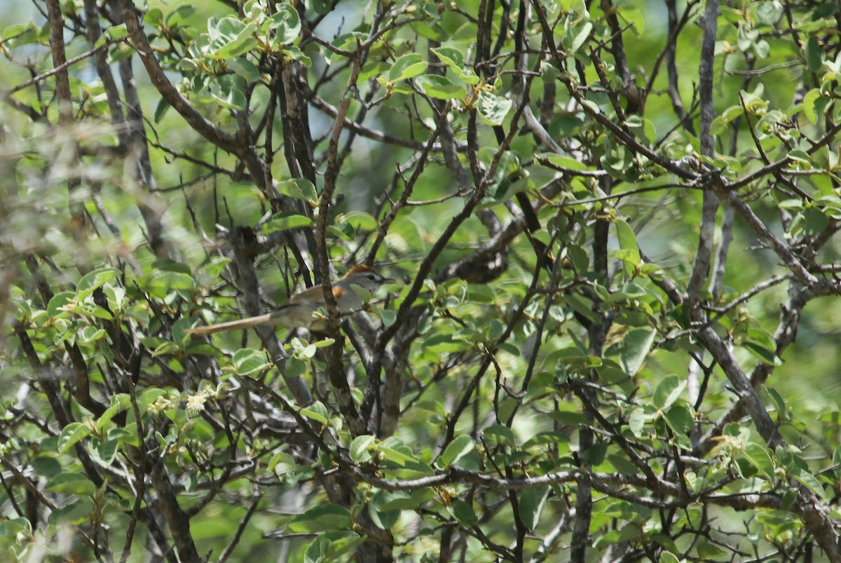 Pale-breasted Spinetail - Bill Hubick