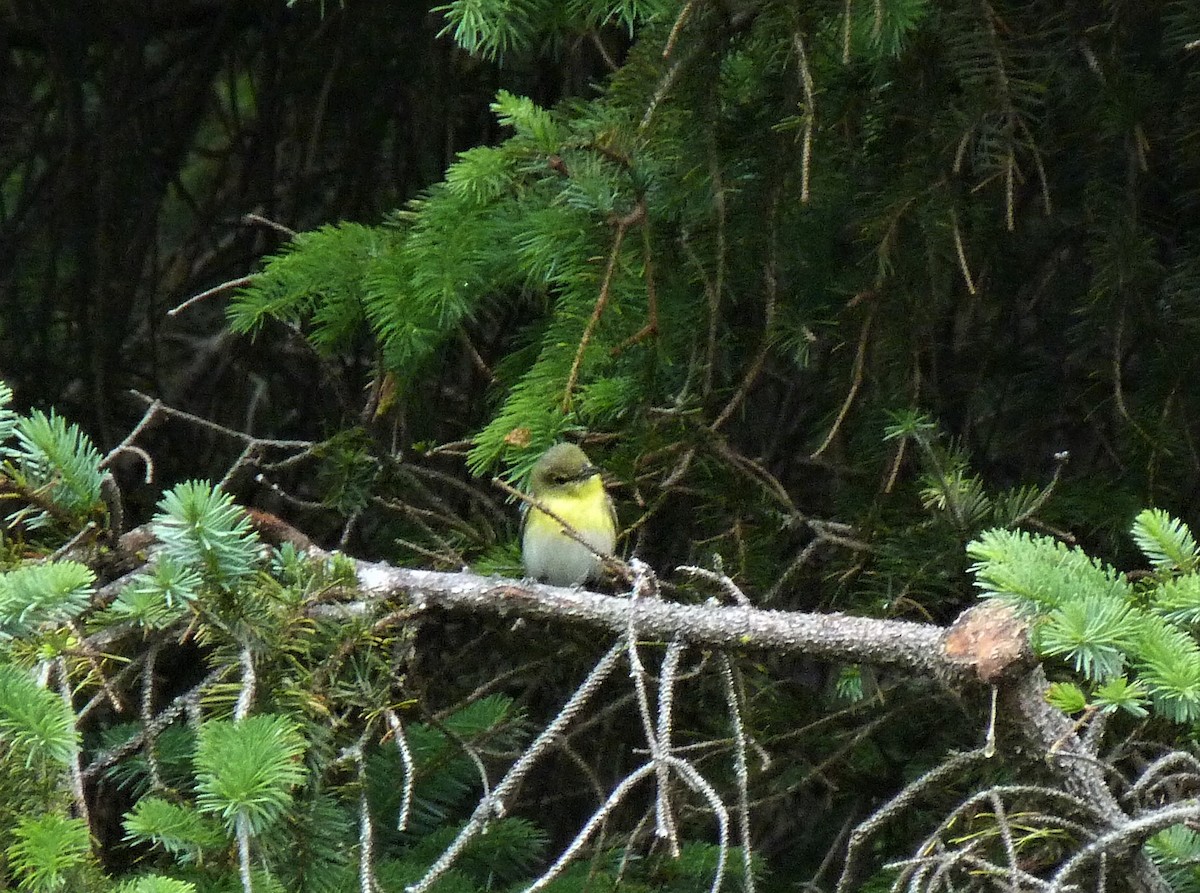 Yellow-throated Vireo - ML588996441