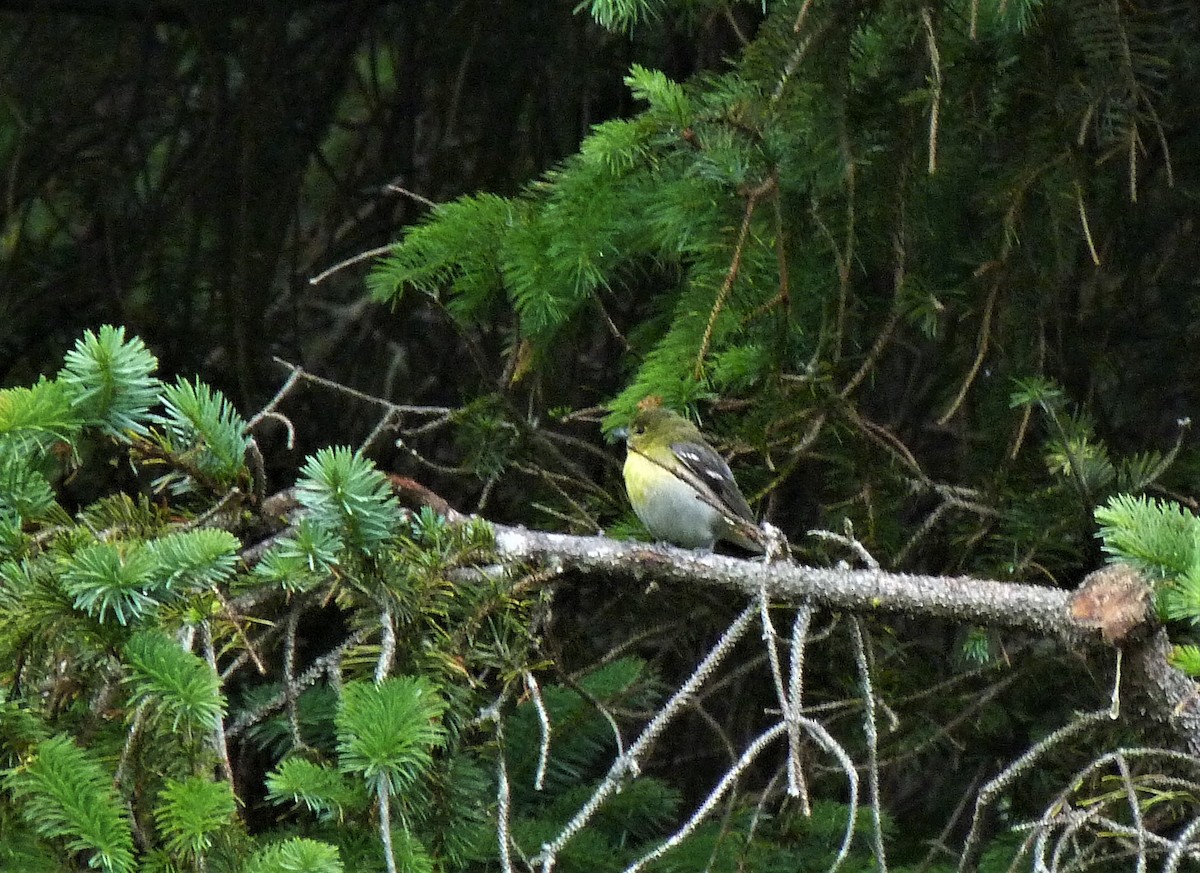 Yellow-throated Vireo - ML588996451