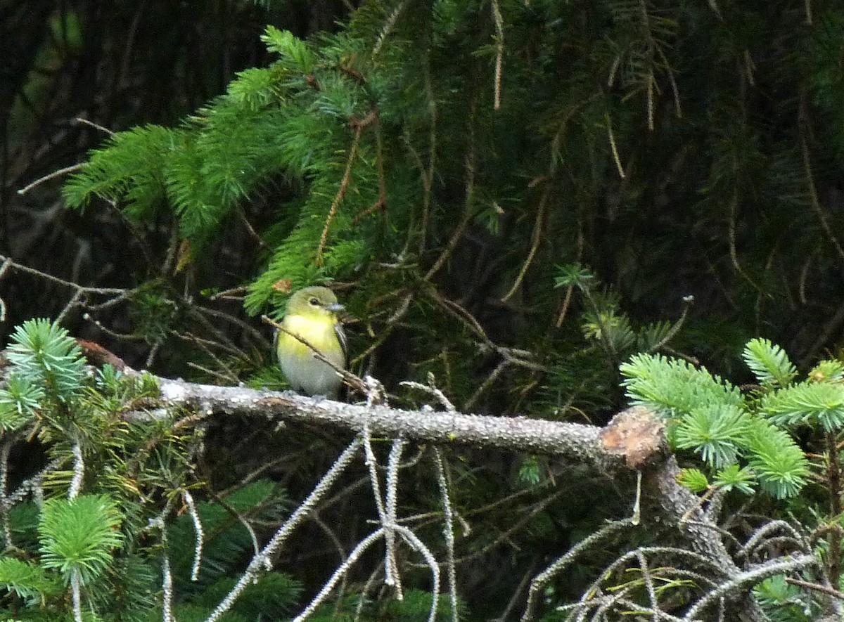 Yellow-throated Vireo - ML588996461