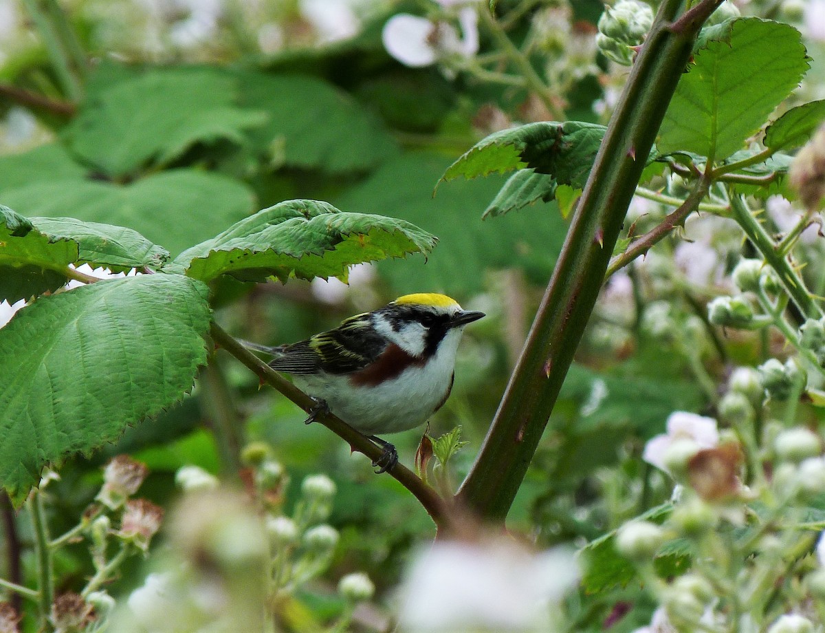 Chestnut-sided Warbler - Tony Kurz