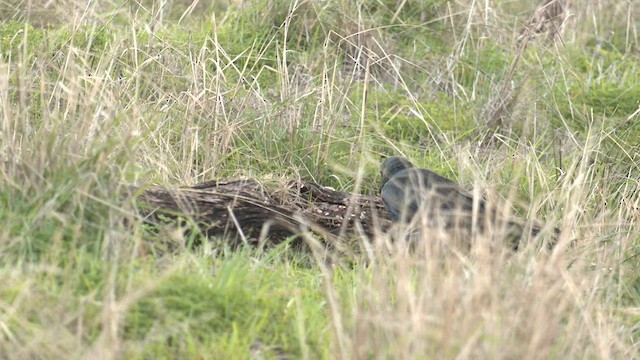 Australian Raven - ML588996711