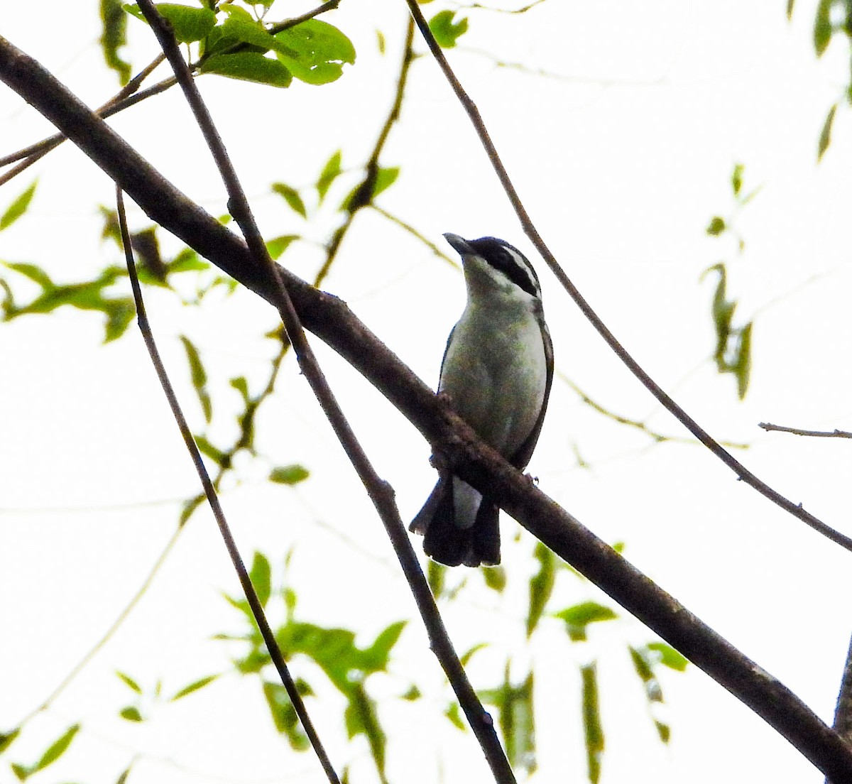 White-browed Shrike-Babbler - ML588996961