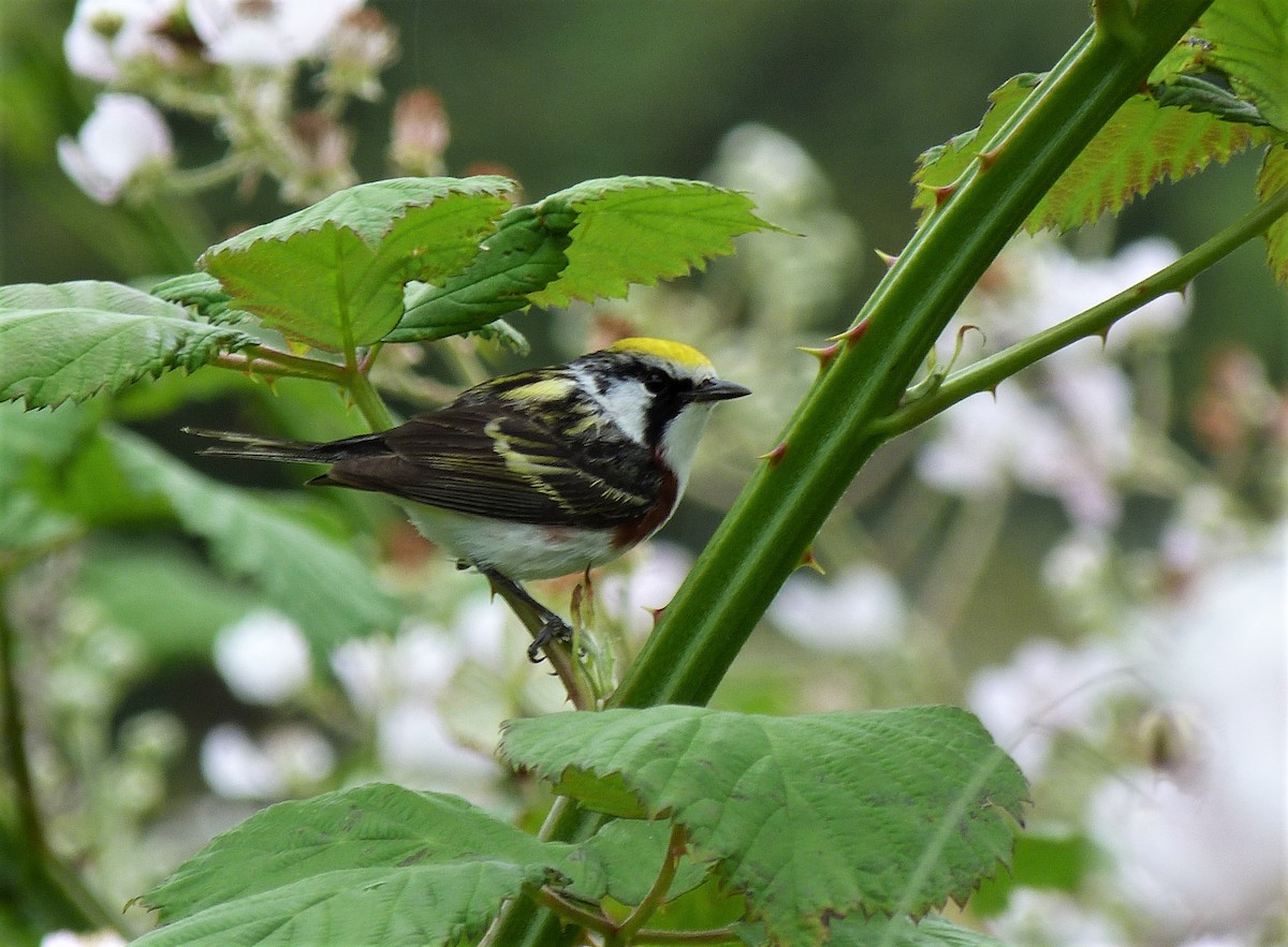 Chestnut-sided Warbler - ML588997181