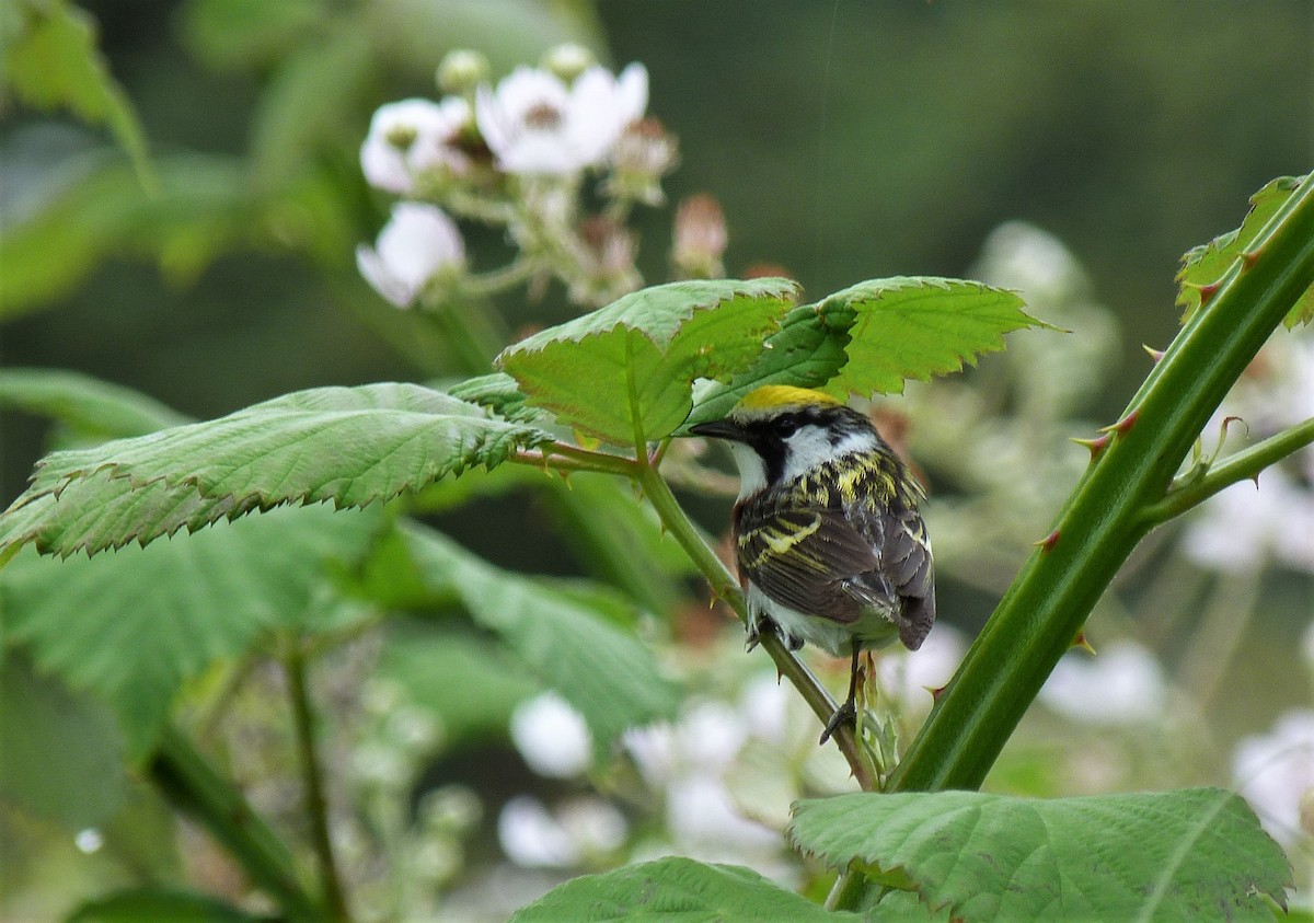 Chestnut-sided Warbler - ML588997201