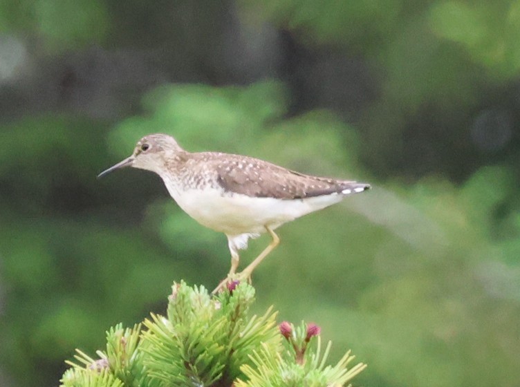 Solitary Sandpiper - ML588998091