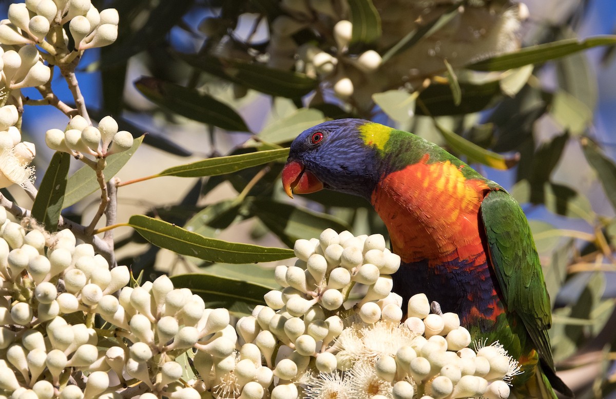 Rainbow Lorikeet - ML588998351