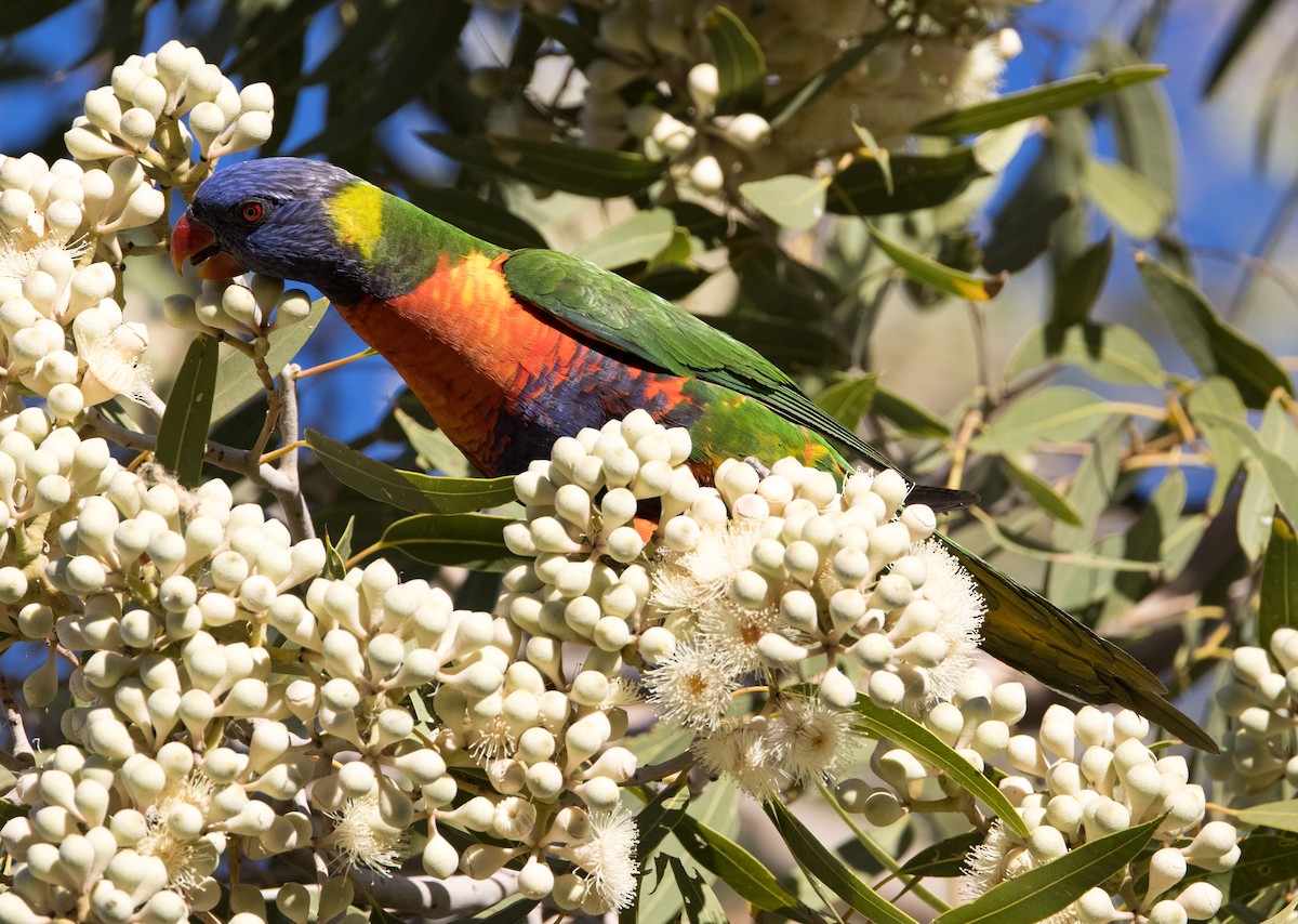 Rainbow Lorikeet - ML588998361