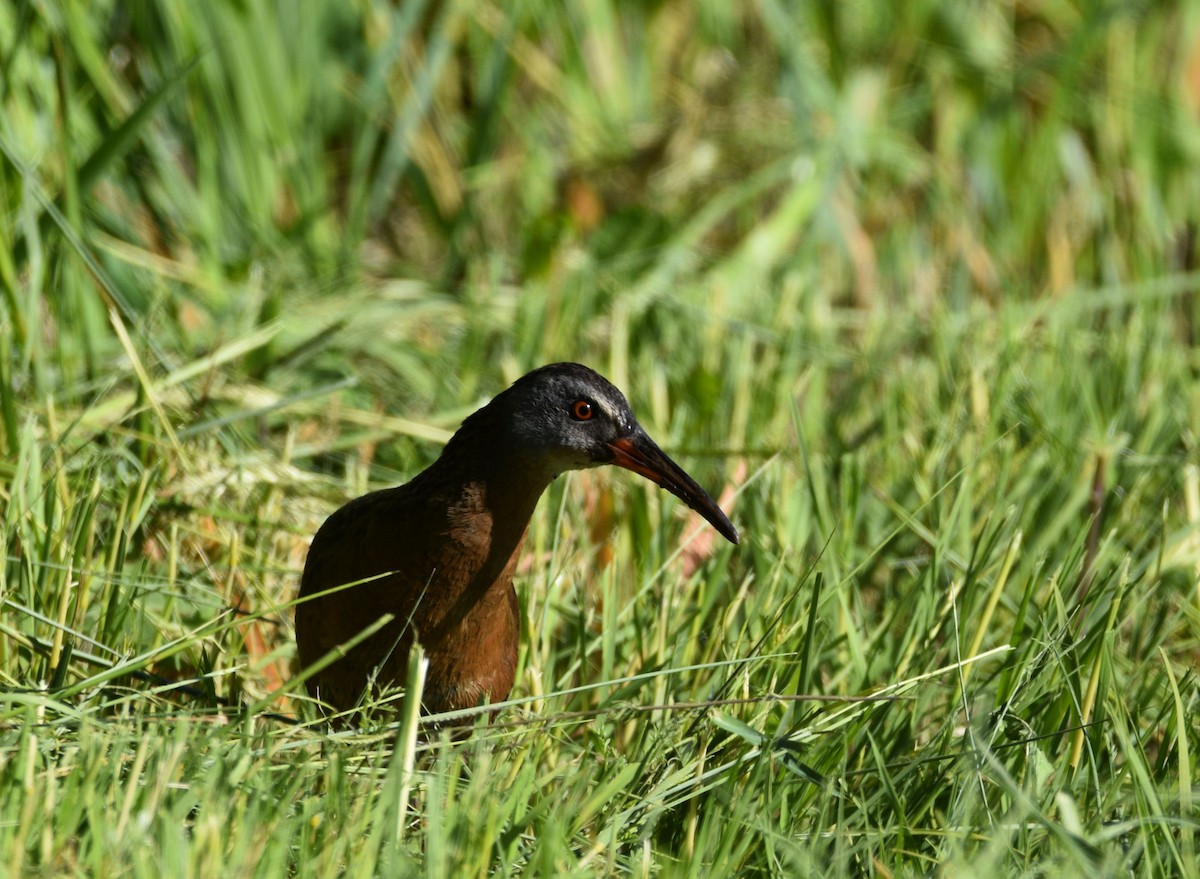 Virginia Rail - Sydney Gerig