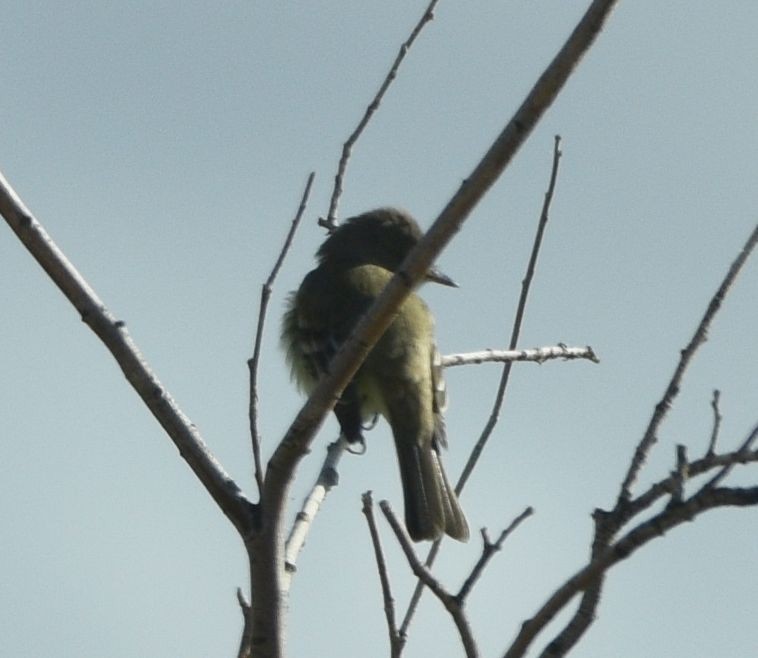 Empidonax sp. - Sydney Gerig