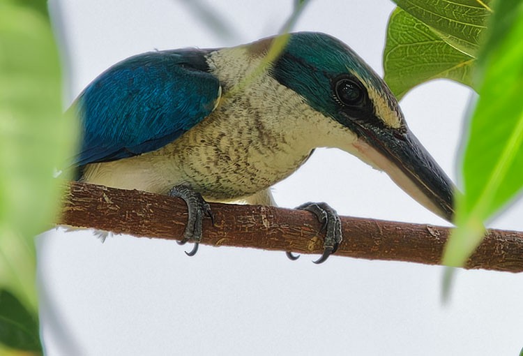 Collared Kingfisher - ML588999031