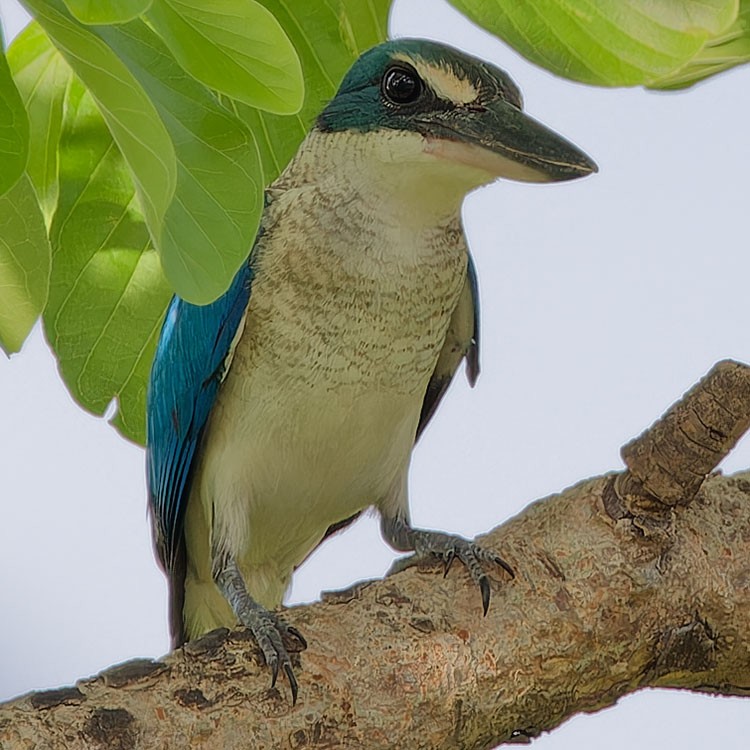 Collared Kingfisher - ML588999051