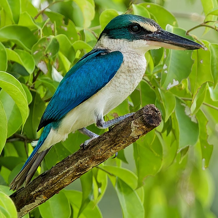 Collared Kingfisher - ML588999081