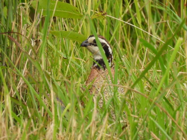 Northern Bobwhite - ML588999601