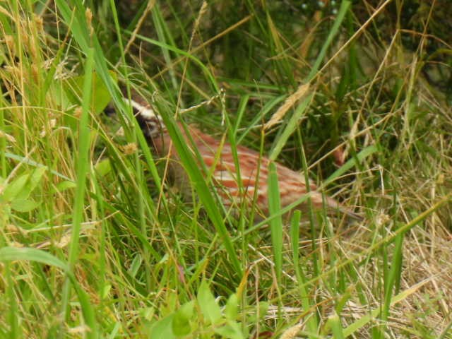 Northern Bobwhite - ML588999611