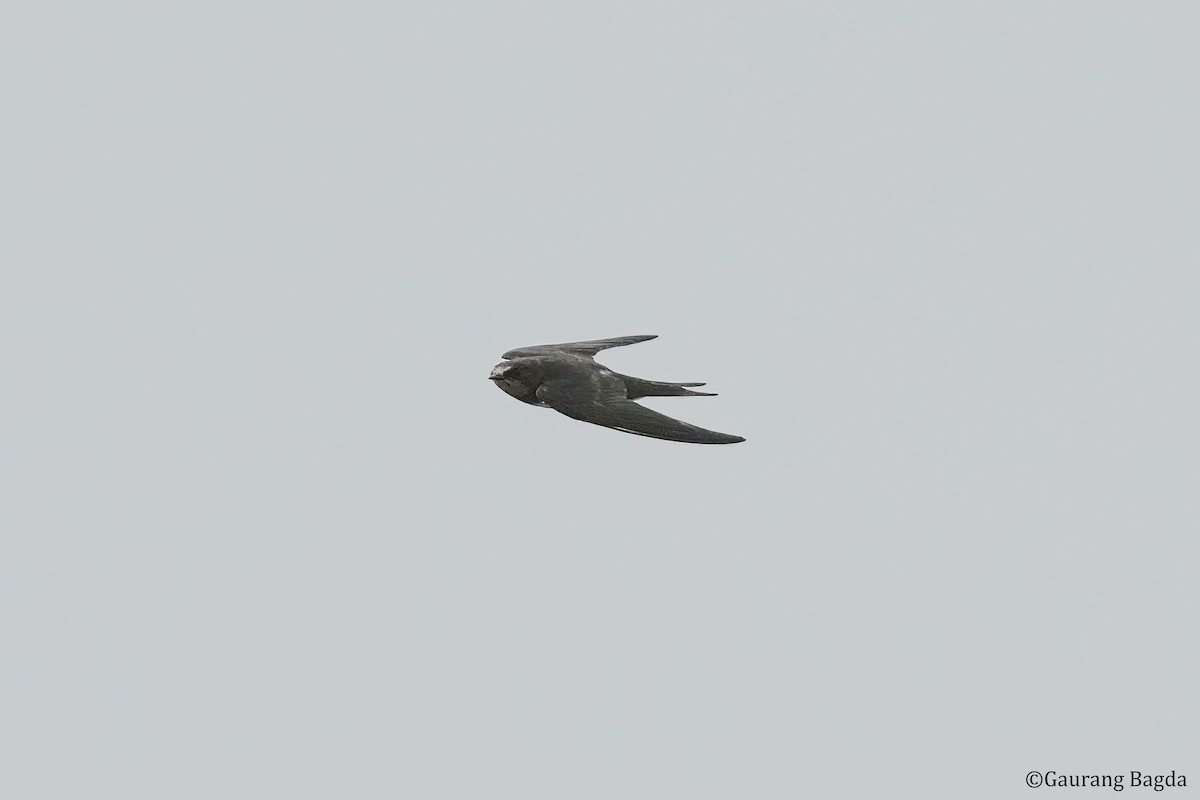 Common Swift - Gaurang Bagda