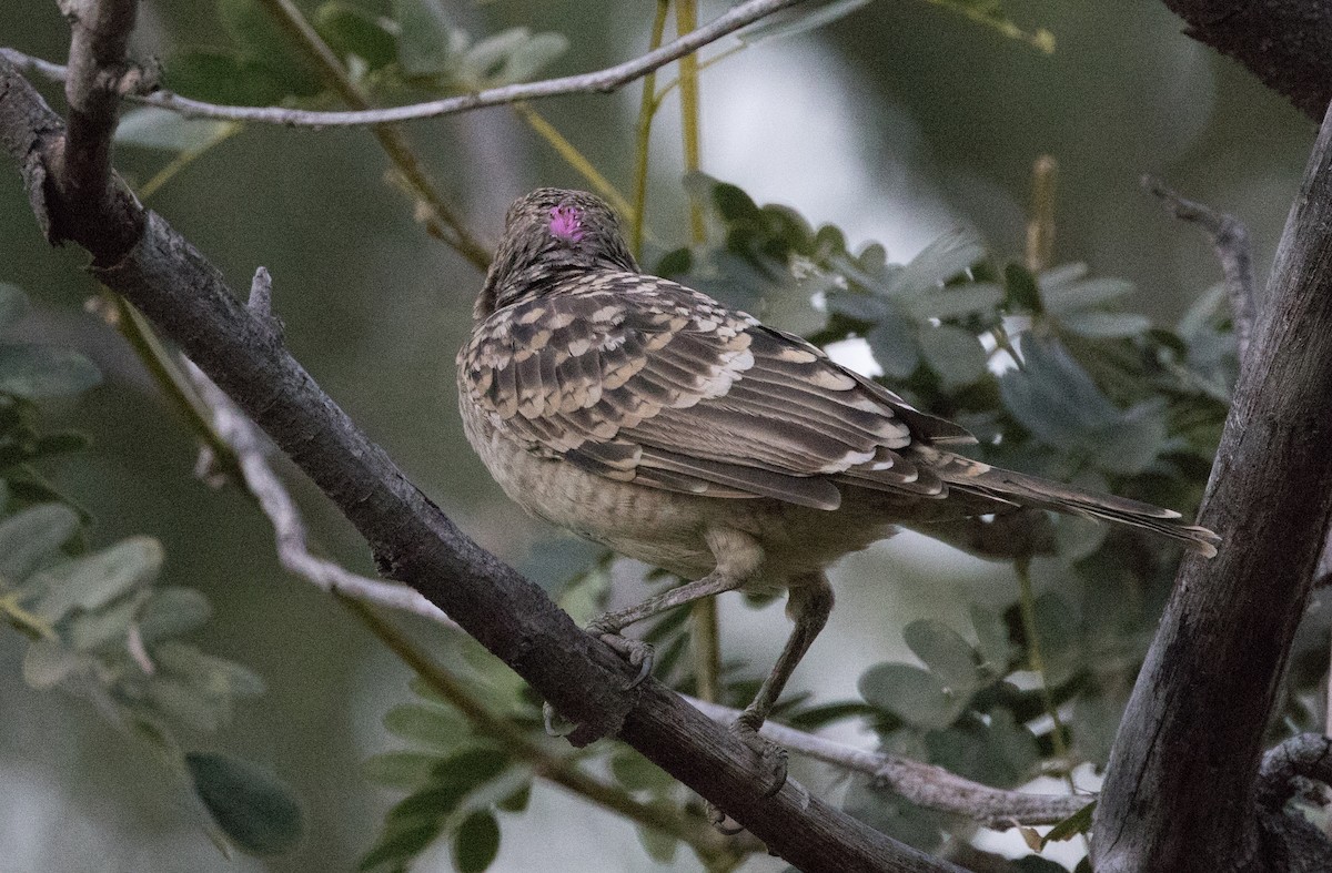 Spotted Bowerbird - ML588999821