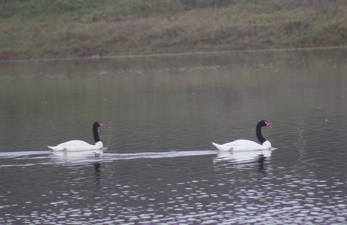 Black-necked Swan - Ada Rebolledo