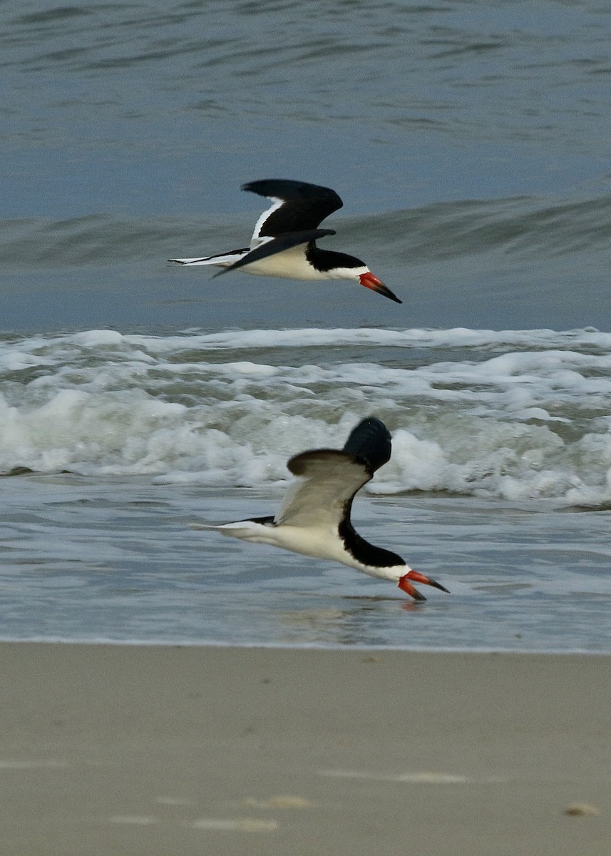 Black Skimmer - Polly Wimberly