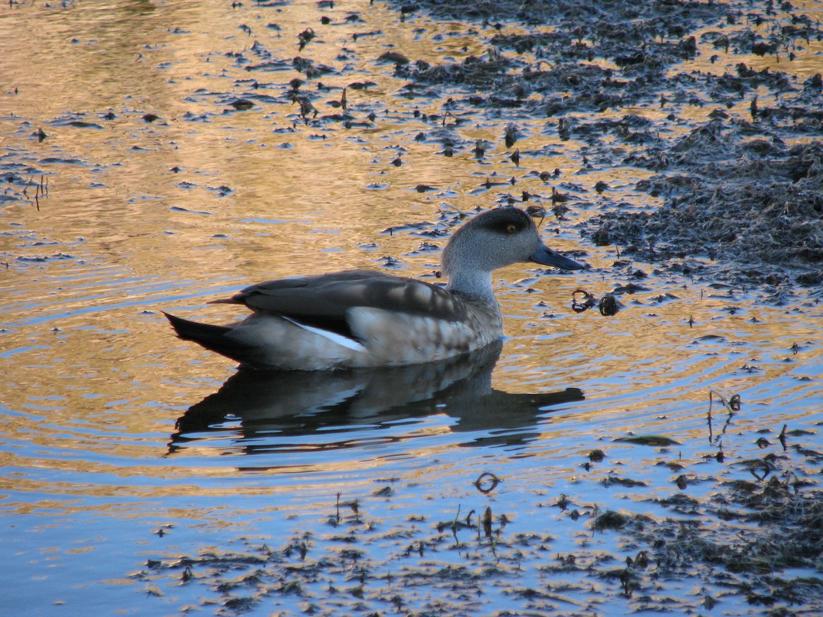 Crested Duck - ML589001981