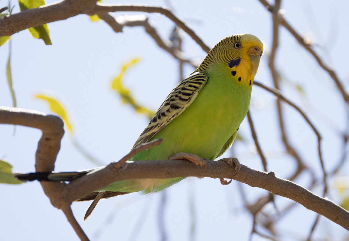 Budgerigar - ML589002321