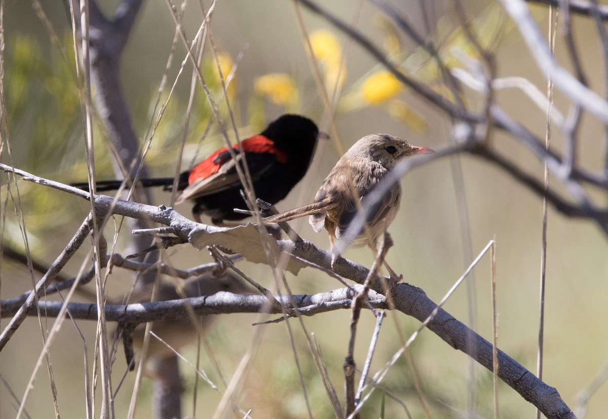 Red-backed Fairywren - ML589002761