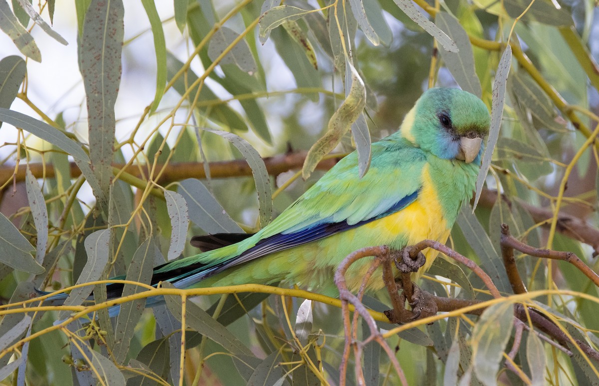 Australian Ringneck (Cloncurry) - ML589002871