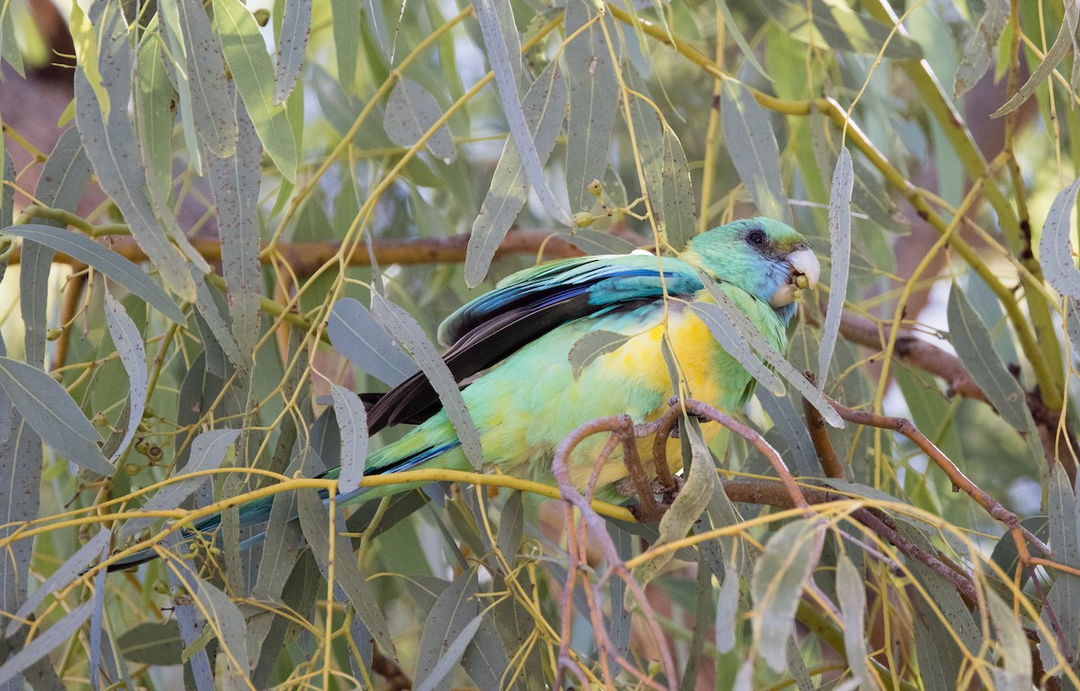 Australian Ringneck (Cloncurry) - ML589002881